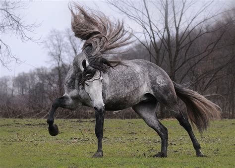 The 10 Most Beautiful Horse Breeds In The World — I Love Nature