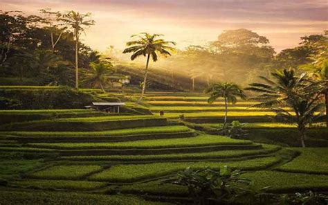 8 Daftar Sawah Terasering Di Bali Yang Wajib Anda Kunjungi