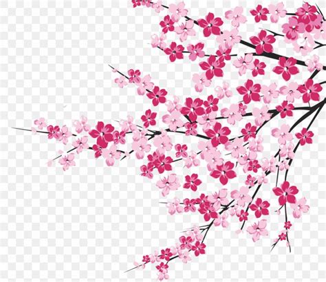 Cherry Blossom Image Clip Art Illustration Png