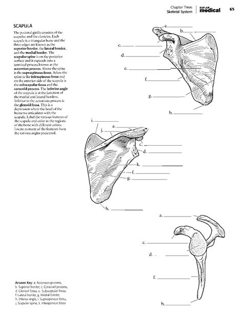 Kaplan Anatomy Coloring Book.pdf | Anatomy coloring book, Coloring book pages, Coloring books