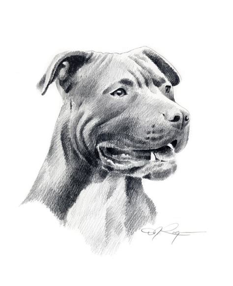 10 Pitbull Terrier Dibujo