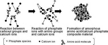 Amino Acid Containing Amorphous Calcium Phosphates And The Rapid