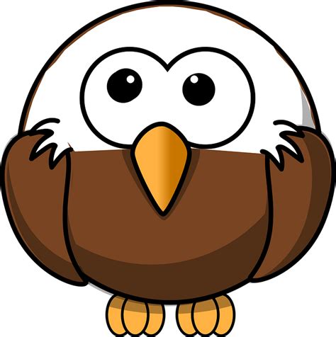 Bald Eagle Young Bird · Free Vector Graphic On Pixabay