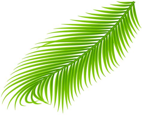 Palm Branch Clip Art 10 Free Cliparts Download Images On Clipground 2024