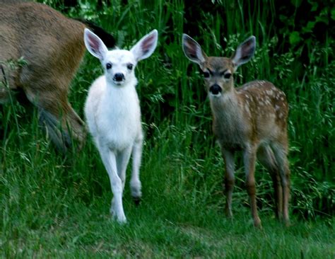 Animals Nature Deer Fawn Baby Deer Zay4ik
