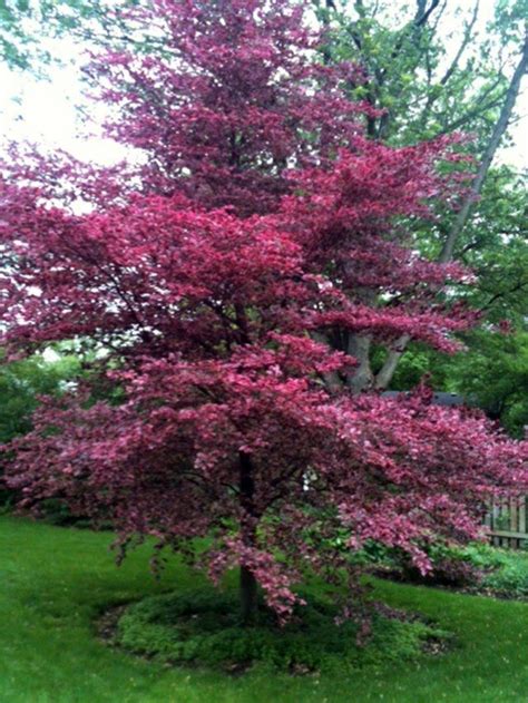 Tri Color Beech For Warmer Months Front Yard Plants Garden Trees