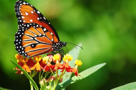 mariposas lepidoptera escuelapedia recursos