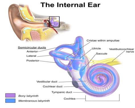 Anatomy Of Inner Ear It Consists Of Six Mechanoreceptor Structures
