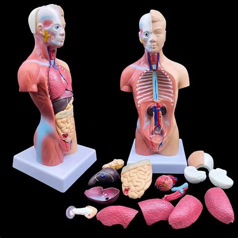 Lemita Human Torso Model 28cm Anatomically Accurate Body