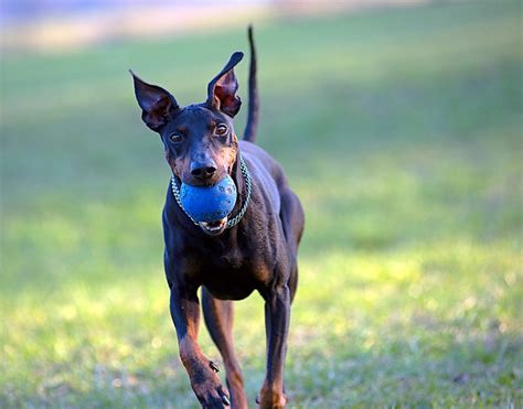 Manchester Terrier Pictures And Informations Dog