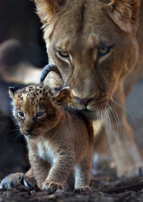 650 Best Images About Beautiful Lions On Pinterest A Lion The Lion