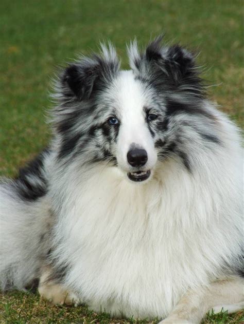Contact new york shetland sheepdog breeders near you using our free shetland sheepdog breeder search tool below! ~ Blue Merle Sheltie ~..I have seen one of these...very ...