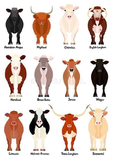 Set Of Various Breeds Cow At Front View Stock Illustration In 2020