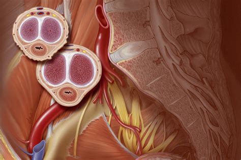 Erectile Dysfunction Harbinger Of Early Cardiovascular Disease