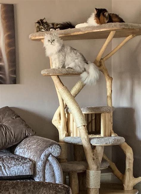 Thank You To Lynn For Sending This Photo In Of The Bespoke Cat Tree We