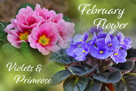 February Flower Of The Month Violets And Primrose Pennock Floral