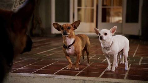 Le Chihuahua De Beverly Hills 2 Film 1h 24min Cinéséries