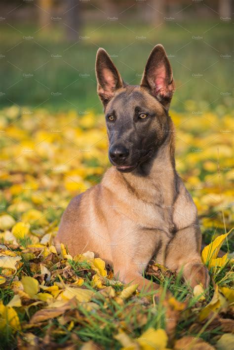 Belgian Malinois Dog In Yellow Leave High Quality Animal Stock Photos