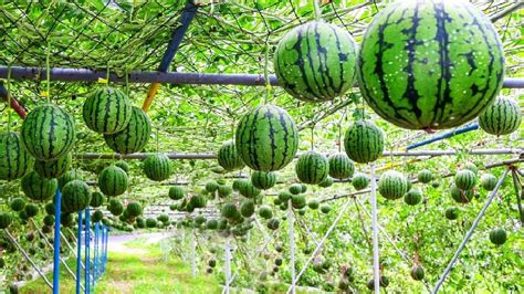 World S Most Expensive Watermelon Japanese Black Watermelon