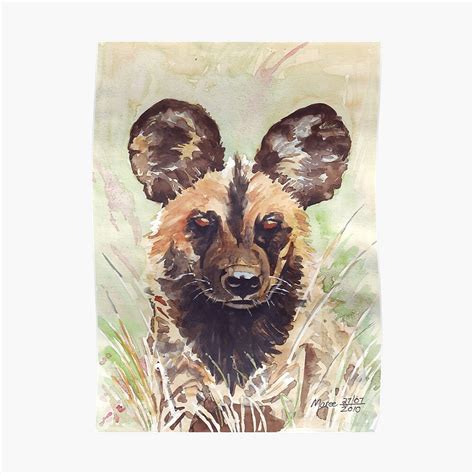 Afrika Wildehond Lycaon Pictus Poster By Mareeclarkson Redbubble