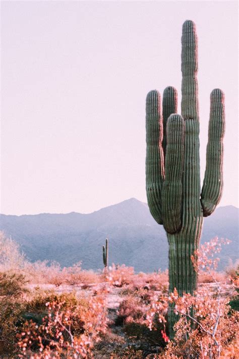 Mycutegraphics > theme clip art > western clip art > black and white cactus. Aesthetic Cactus Wallpapers - Top Free Aesthetic Cactus ...