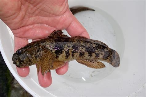 Shoresearch Cornwall Blog Giant Gobies Found At Looe Island