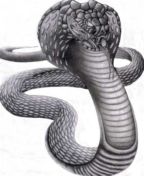 King Cobra By Hardeepsandhu On Deviantart