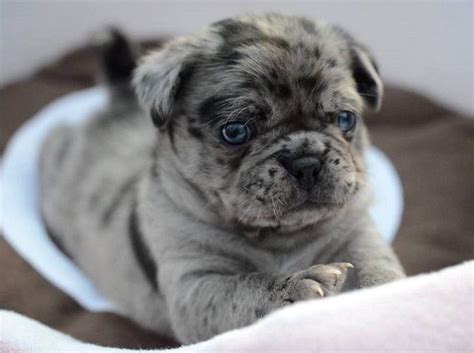 Last time i checked there were no special names for long haired dogs but of olde english bulldogs look more like american bulldogs than english bulldogs: Pug, French bulldogs and French on Pinterest