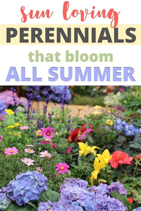 20 Sun Loving Perennials That Bloom All Summer Flowers Perennials