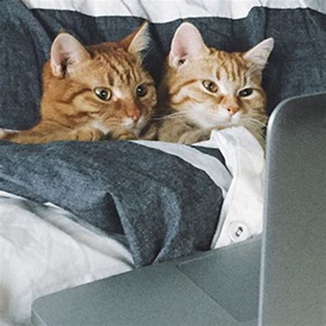 Love Is In The Cat ¡las 50 Mejores Fotos De Gatos Enamorados