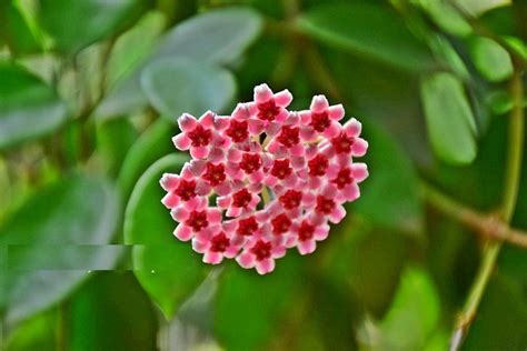 Make sure to check with your local lowes to see if they offer delivery and there are a number of stores that will deliver plastic sheds. Hoya affinis halophila | Plant delivery, Plant diseases ...