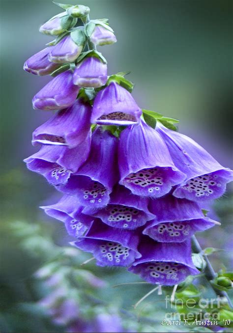 Purple Bell Flowers Foxglove Flowering Stalk Photograph By Carol F Austin