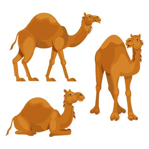 Camel Illustrations Royalty Free Vector Graphics And Clip Art Istock