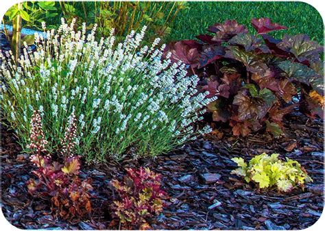 Fastest Growing Evergreen Shrubs For Shade