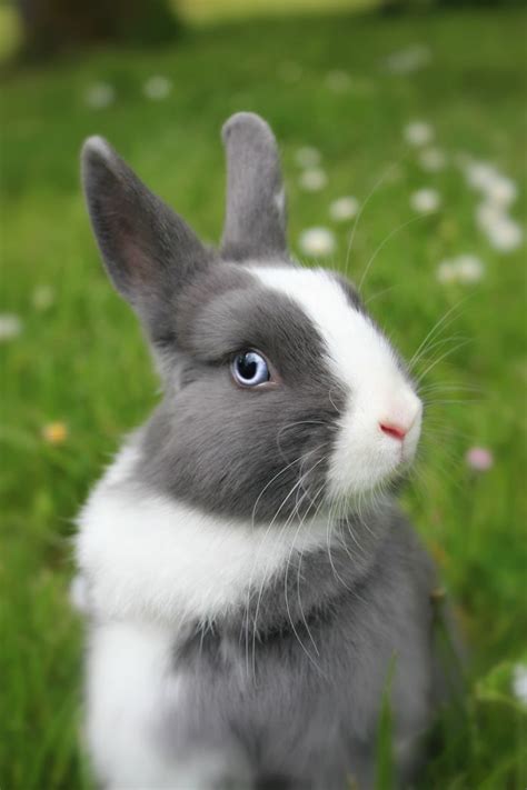 Blue Eye Yummypets Rabbit Cute Bunny Pictures Pet Bunny Cute Animals