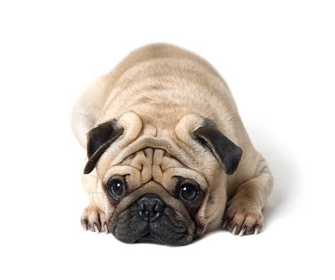 49000 Pug Stock Photos Pictures And Royalty Free Images Istock