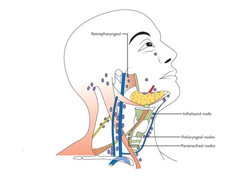25 Anatomy Cervical Lymph Nodes Pics