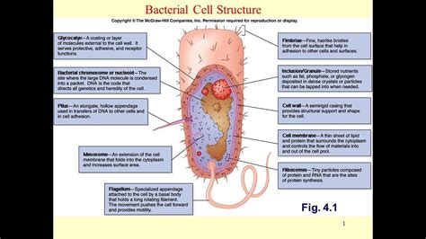 Bacterial Cell Parts And Their Functions Reviewmotors Co