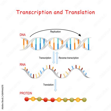 🏷️ replication transcription and translation transcription translation and replication notes