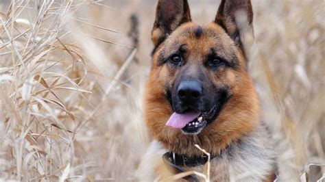 Wallpaper Animals German Shepherd Vertebrate Wolfdog Dog Like