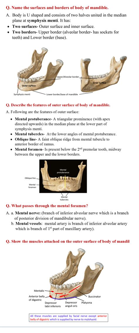 Mandible Anatomy Qa