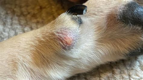 What Is This Black Lump On My Dogs Paw Pethelpful