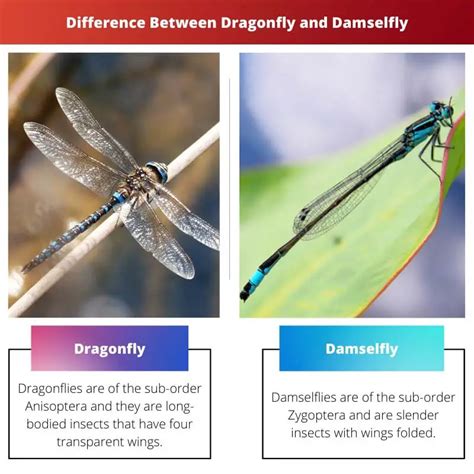 Dragonfly Vs Damselfly Difference And Comparison