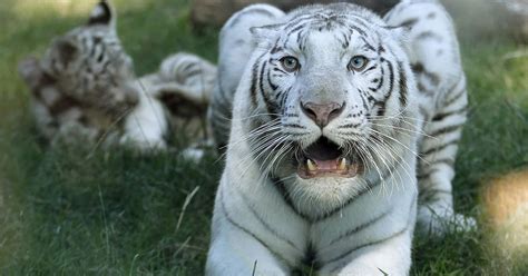 neutralizaron un tigre que se paseaba en querétaro podría ser el que escapó en apaseo el grande