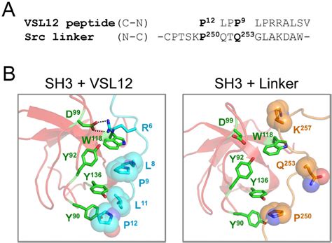 Interaction Of The Vsl12 Peptide With The Sh3 Domain Of C Src A