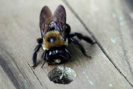 You can quickly identify these bees through their shiny, black hairless abdomen. The Buzz on Carpenter Bees - Ask Mr. Little