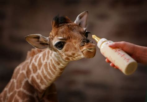 Funny Baby Giraffes Funny Animal