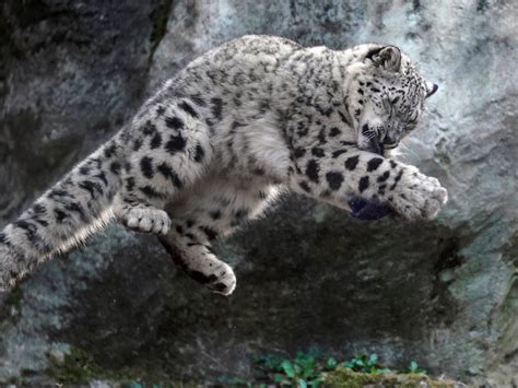 Riku On Twitter Snow Leopard Lion Cat Animal Planet