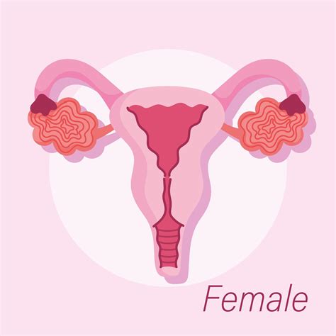 Female Human Reproductive System Gynecology Anatomy Health 2777580 Vector Art At Vecteezy