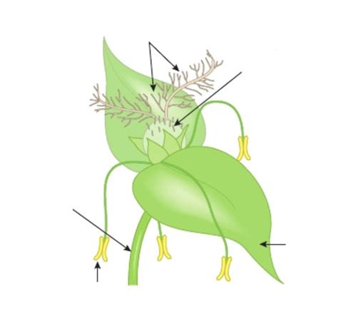 Igcse Biology Diagrams Flower Wind Pollinated No1 Diagram Quizlet